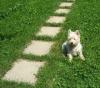 Immagine Westie