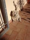 Immagine Westie