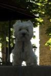 Immagine Westie