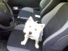 Immagine Westie
