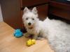 Immagine Westie