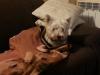 Immagine Westie