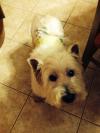 Immagine Westie