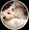 Immagine Westie