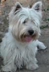Immagine Westie
