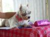 Immagine Westie