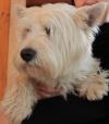 Immagine Westie