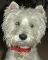 Immagine Westie