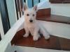Immagine Westie