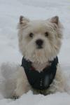 Immagine Westie