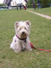 Immagine Westie