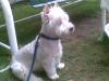 Immagine Westie