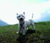 Immagine Westie