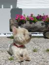 Immagine Westie