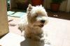 Immagine Westie