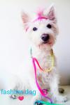 Immagine Westie