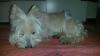 Immagine Westie
