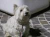 Immagine Westie