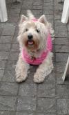 Immagine Westie