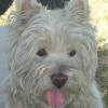 Immagine Westie