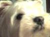 Immagine Westie