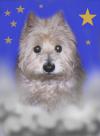 Immagine Westie