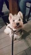 Immagine Westie