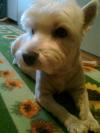 Immagine Westie