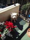 Immagine Westie