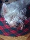 Immagine Westie