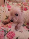 Immagine Westie