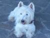 Immagine Westie