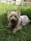 Immagine Westie