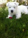 Immagine Westie