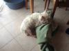 Immagine Westie