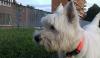 Immagine Westie