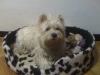 Immagine Westie