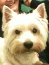 Immagine Westie