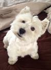 Immagine Westie