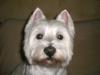 Immagine Westie
