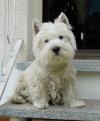 Immagine Westie