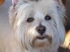 Immagine Westie