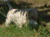 Immagine Westie