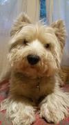 Immagine Westie