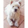 Immagine Westie