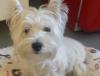 Immagine Westie