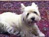 Immagine Westie