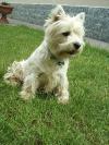 Immagine Westie