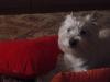 Immagine Westie
