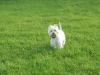 Immagine Westie
